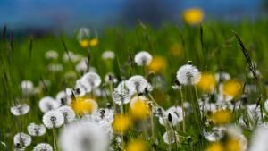 Allergie primaverili e sport