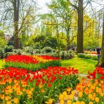 Keukenhof