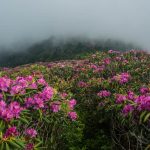 Parco nazionale delle Great Smoky Mountains