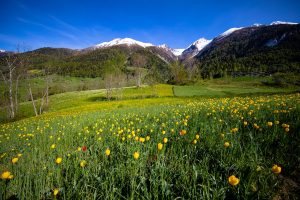 Binntal-primavera-tulipani