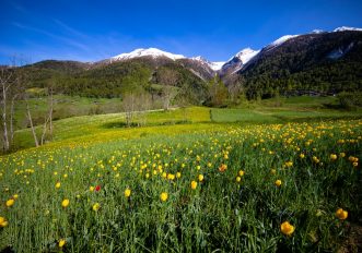 Binntal-primavera-tulipani
