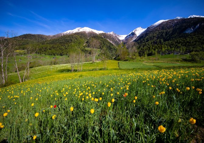 Binntal-primavera-tulipani