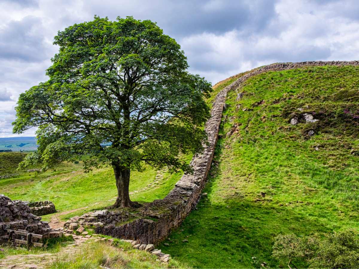 Vecchio acero di Sycamore Gap