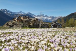 hanami-valtellina-camminate