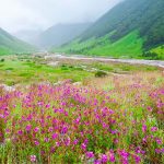 Valley of Flowers National Park