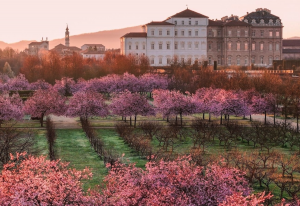 venaria-ciliegi-fiore-aprile