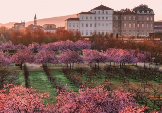 venaria-ciliegi-fiore-aprile