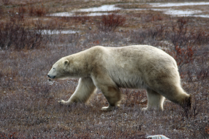 churchill-canada-orsi