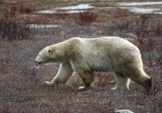 churchill-canada-orsi