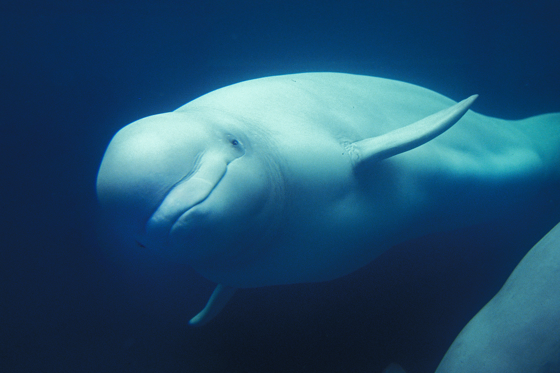 churchill-canada-beluga