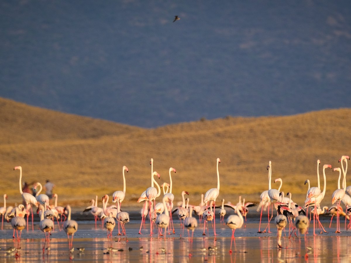 Eleganti fenicotteri al Lago Natron