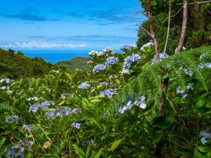 Fioritura ortensie a Faial, Azzorre