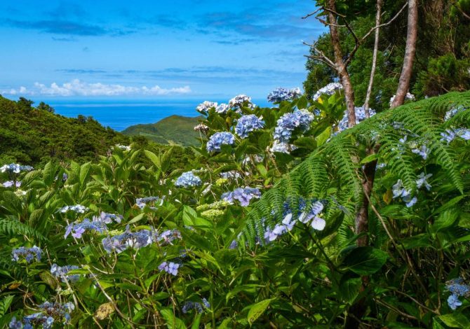 Fioritura ortensie a Faial, Azzorre