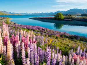 La fioritura dei lupini al Lake Tekapo