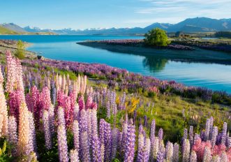 La fioritura dei lupini al Lake Tekapo