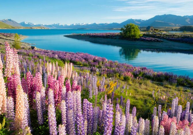 La fioritura dei lupini al Lake Tekapo