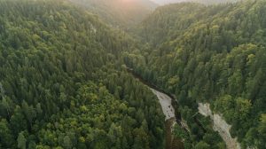 gola-wutacht-foresta-nera-germania