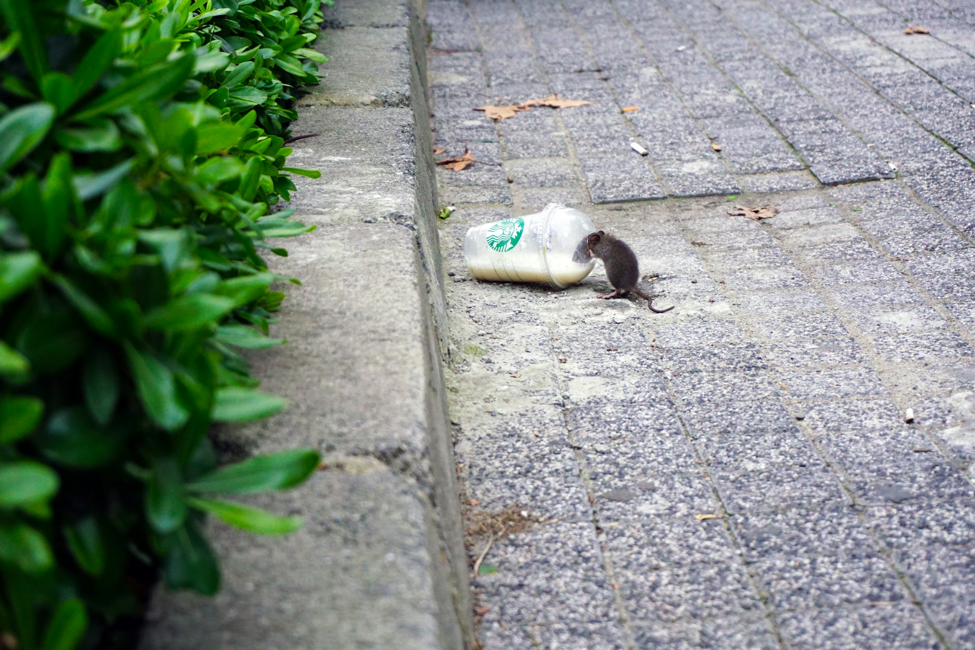 Hantavirus