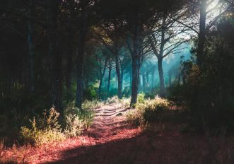 Se vedi un sentiero, vai!