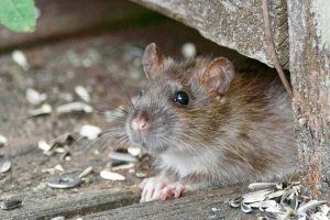 Hantavirus