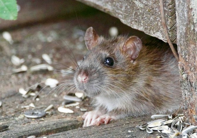 Hantavirus