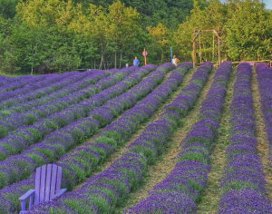 viguzzolo-lavanda