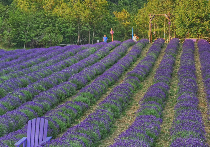 viguzzolo-lavanda