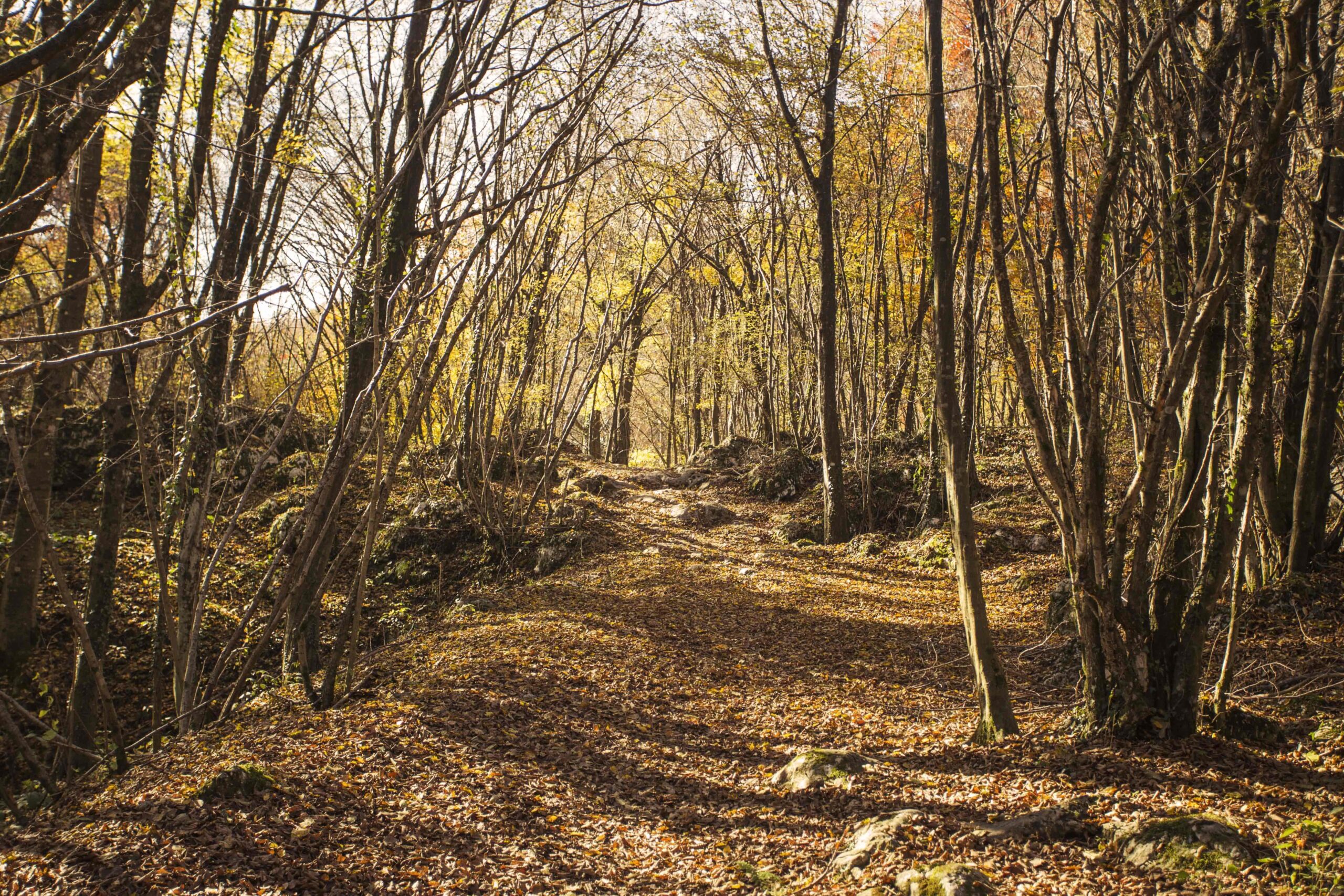 cariadeghe-altopiano-bosco