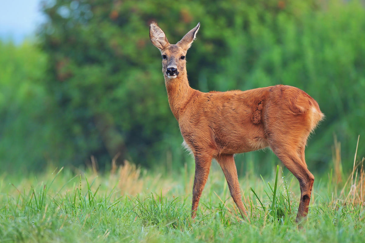 capriolo