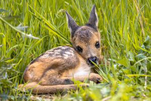 Trovi un cucciolo di capriolo da solo nell'erba