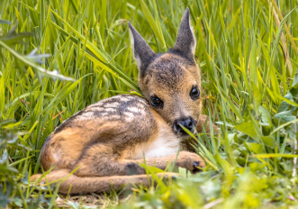 Trovi un cucciolo di capriolo da solo nell'erba