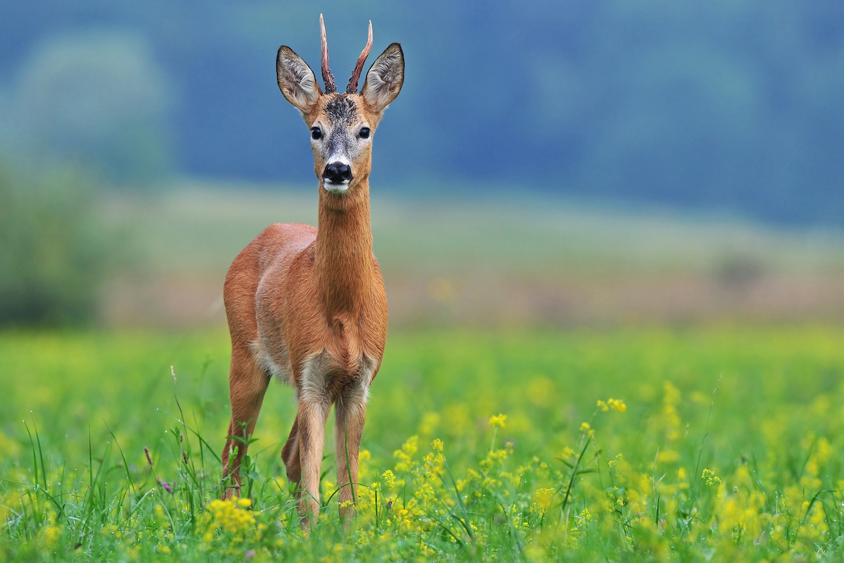 cucciolo-capriolo-.solo