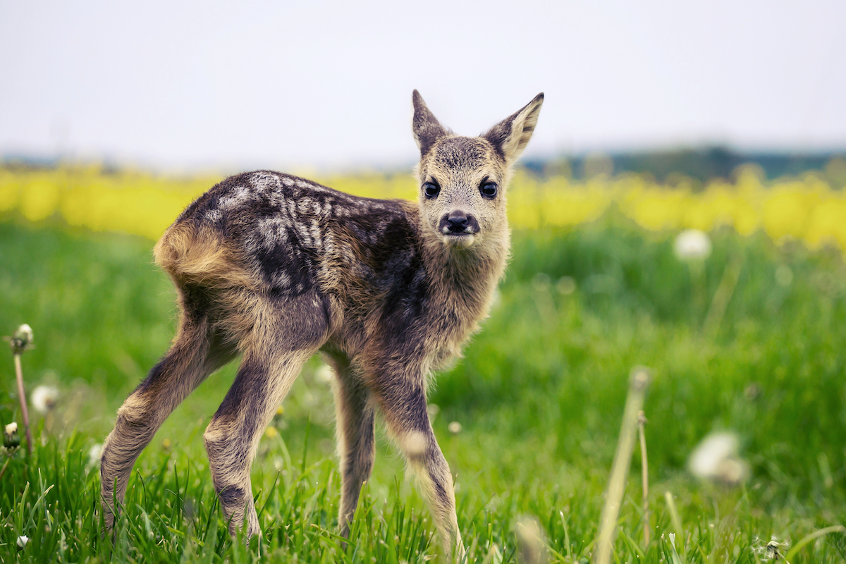 Trovi un cucciolo di capriolo da solo nell'erba