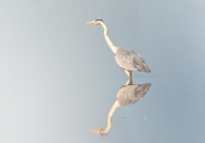 fenicotteri-padule-toscana