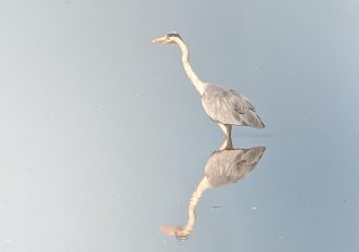 fenicotteri-padule-toscana