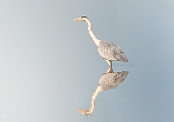 fenicotteri-padule-toscana