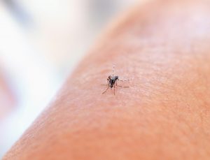 Zanzare: la scienza spiega perché ne pungono alcuni più di altri