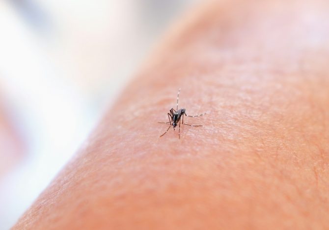 Zanzare: la scienza spiega perché ne pungono alcuni più di altri