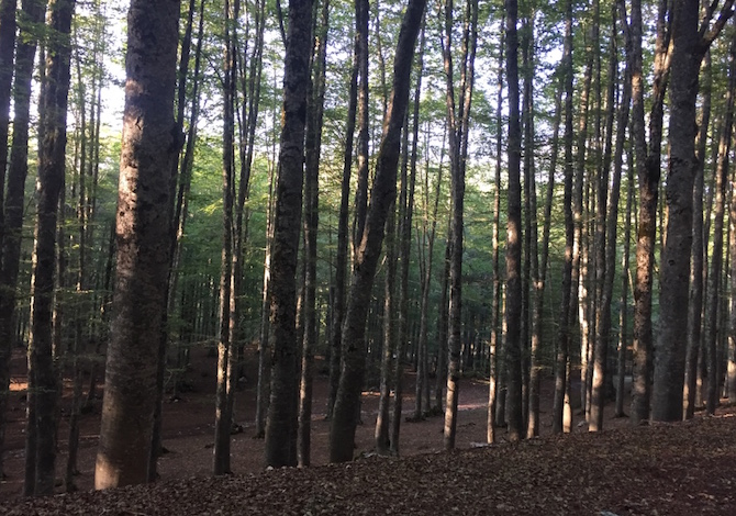 parco-abruzzo-faggeta