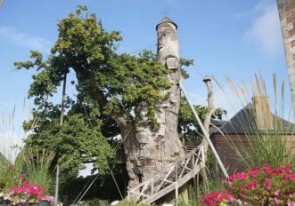 Chêne d'Allouville