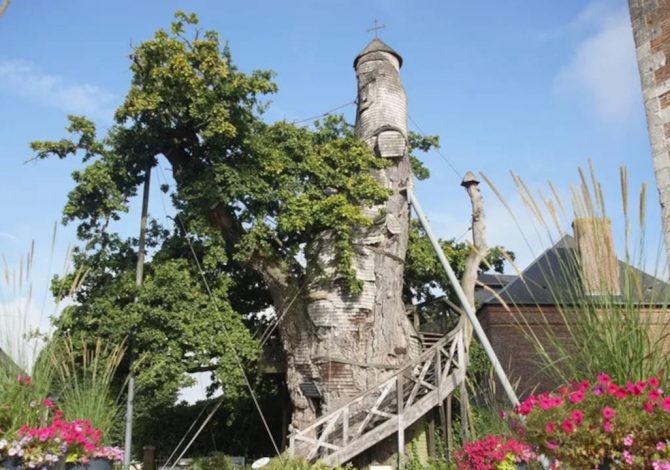 Chêne d'Allouville