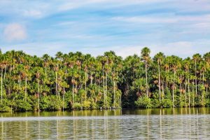 Reserva Nacional de Tambopata.