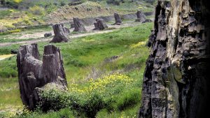 foresta-fossile-dunarobba