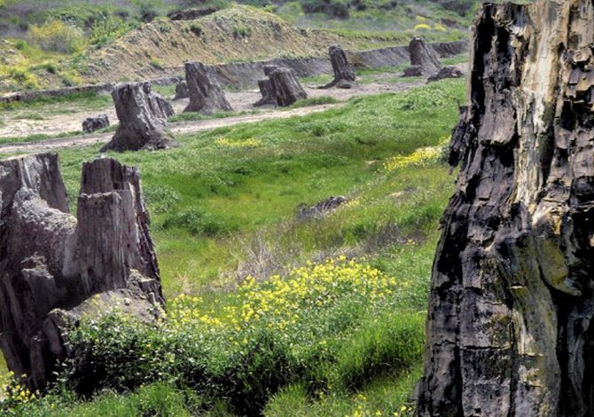 foresta-fossile-dunarobba