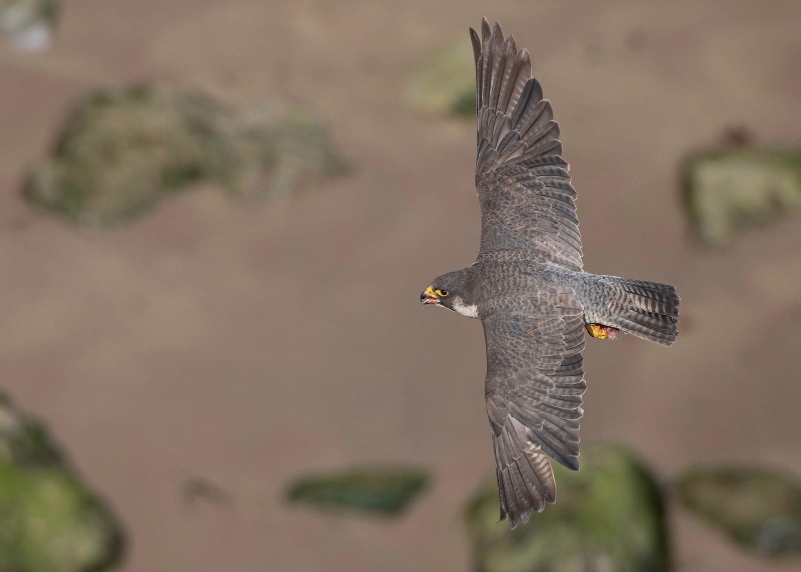 Falco pellegrino in volo sopra pareti calcaree di una riserva naturale laziale Falco pellegrino in volo sopra pareti calcaree di una riserva naturale laziale