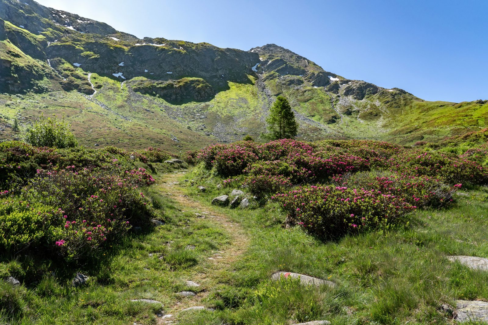Sentiero alpino tra rododendri e rocce con vista sulla Val Nambrone in estate
