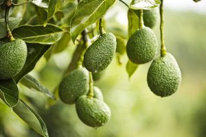 Avocado