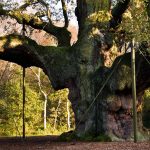 Foresta di Sherwood