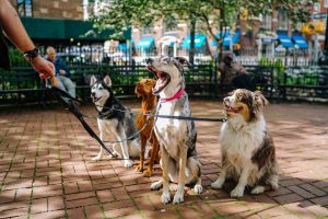 Le città italiane più accoglienti con gli animali domestici