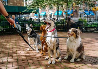 Le città italiane più accoglienti con gli animali domestici